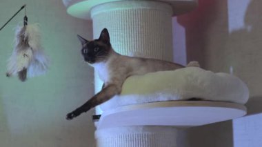 Güzel Bengal kedisi oynar, pençelerini biler, oyuncakları ısırır.