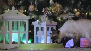 Güzel Bengal kedisi Noel ağacının arka planında oynar