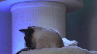 Güzel Bengal kedisi oynar, pençelerini biler, oyuncakları ısırır.