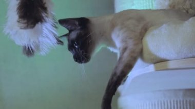 Güzel Bengal kedisi oynar, pençelerini biler, oyuncakları ısırır.