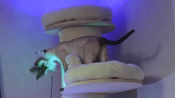 Hermoso gato de bengala juega, agudiza garras, muerde juguete — Vídeos de Stock