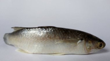 Beyaz arkaplanda çiğ süt balığı