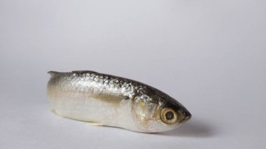 Beyaz arkaplanda çiğ süt balığı