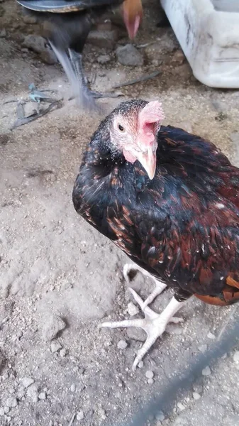 Poulets Dans Une Ferme Avicole Traditionnelle Plein Air — Photo