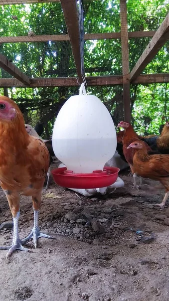 Poulets Dans Une Ferme Avicole Traditionnelle Plein Air — Photo