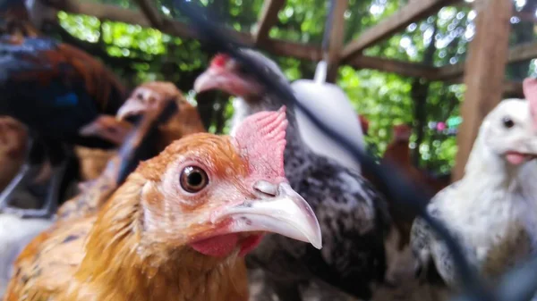 Poulets Dans Une Ferme Avicole Traditionnelle Plein Air — Photo