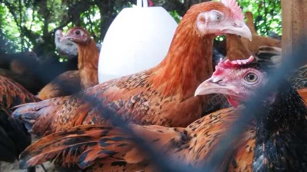 Poulets Dans Une Ferme Avicole Traditionnelle Plein Air — Photo