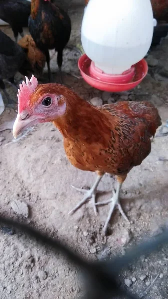 Ayam Peternakan Unggas Tradisional — Stok Foto