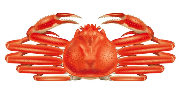 Illustration Crabe Des Neiges Fond Blanc — Photo