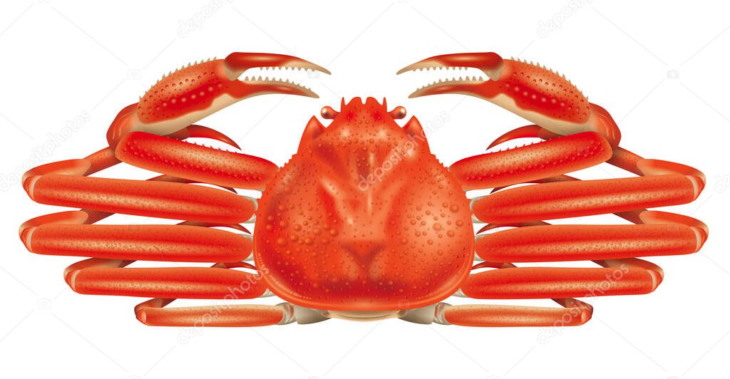 3D illustration of snow crab. White background. 