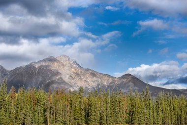 Elberta Kanada 'daki Jasper Ulusal Parkı' nda yeşil andyellow çamları, gri bulutlu mavi bir gökyüzü ve arka planda büyük bir dağ var..