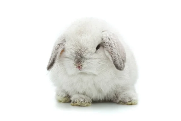 Baby Rabbit Holland Lop Sobre Fondo Blanco — Foto de Stock