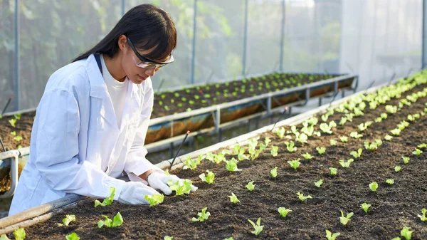 Den Kvinnliga Botanikern Genetikern Eller Vetenskapsmannen Arbetar Växthus Fulla Växter — Stockfoto