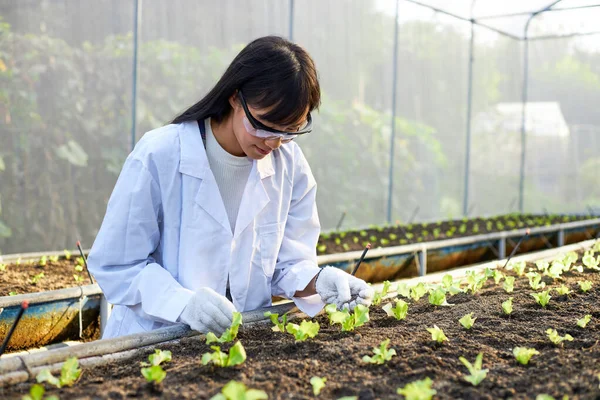 Vrouwelijke Botanicus Geneticus Wetenschapper Werkt Kassen Vol Planten — Stockfoto