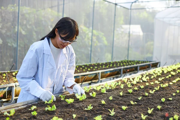 Vrouwelijke Botanicus Geneticus Wetenschapper Werkt Een Kwekerij Vol Planten — Stockfoto