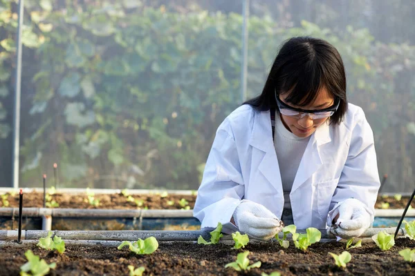 植物でいっぱいの保育園で働いている女性植物学者遺伝学者や科学者は — ストック写真