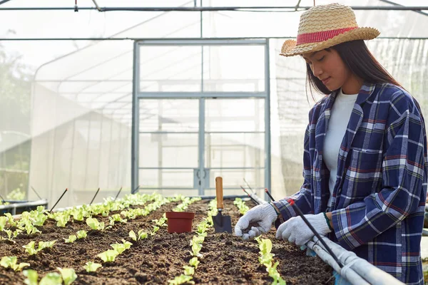 Jonge Aziatische Vrouwelijke Boer Groeit Verzorgt Biologische Groenten Kassen — Stockfoto