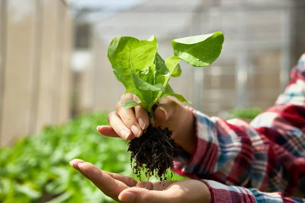 Jordbrukarens Hand Håller Ekologiska Gröna Grönsaker Med Rötter Och Jord — Stockfoto