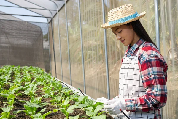 Hermosa Agricultora Asiática Que Lleva Sombrero Mimbre Está Cuidando Verduras —  Fotos de Stock