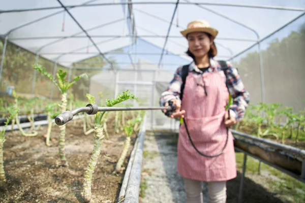 Азиатка Несущая Ведро Биоудобрениями Распыляет Ускорить Рост Органических Овощей Овощном — стоковое фото