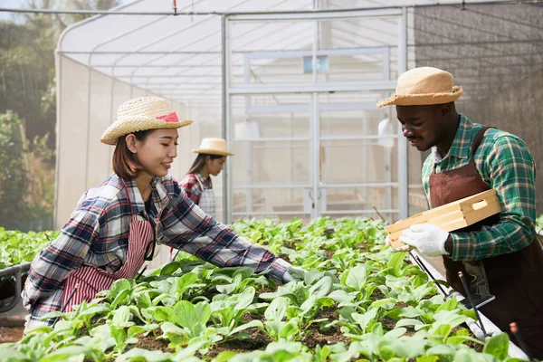 朝の有機野菜のプロットで働くウィッカー帽子の庭師 保育園内の園芸を検査する農家 — ストック写真