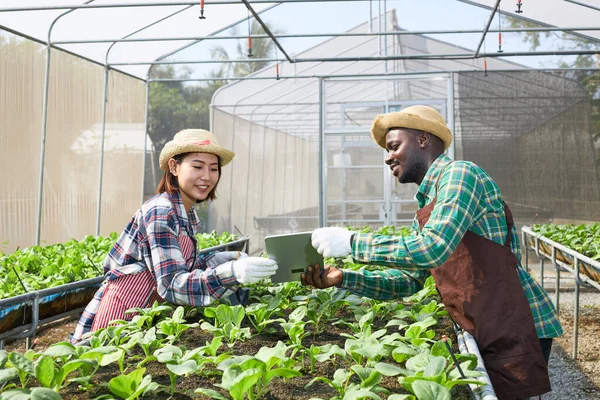 Los Jardineros Sombrero Mimbre Trabaja Viendo Tableta Una Parcela Verduras —  Fotos de Stock