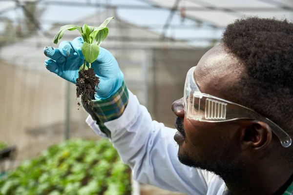 Afrikaanse Genetici Met Een Beschermende Bril Onderzoeken Groenten Wetenschappers Met — Stockfoto