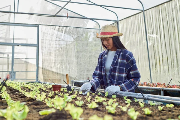 アジアの女性庭師は ウィカー帽子をかぶって 土壌の質を検査し 温室野菜に有機肥料を適用しています 若い農家が有機野菜を育てる — ストック写真