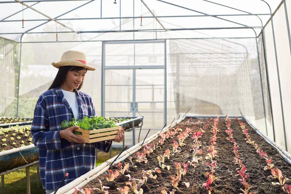 Aziatische Vrouwelijke Tuinders Houden Een Mand Met Biologische Groenten Een — Stockfoto