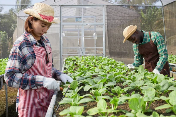 男性と女性の農家は有機野菜の保育園で働いています 若い庭師は野菜の品質を世話して検査しており 農業分野の害虫を排除しています — ストック写真