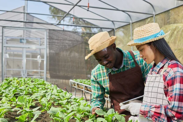 Los Agricultores Masculinos Femeninos Trabajan Viveros Ecológicos Jóvenes Jardineros Están —  Fotos de Stock