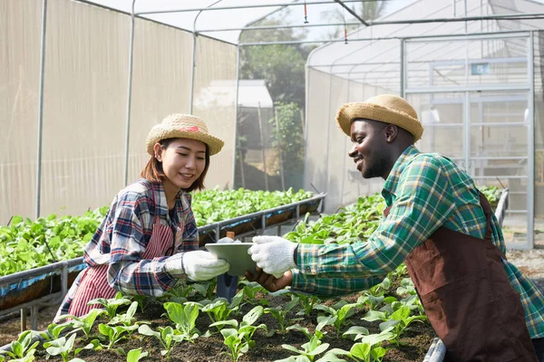 Los Jardineros Sombrero Mimbre Trabaja Viendo Tableta Una Parcela Verduras —  Fotos de Stock