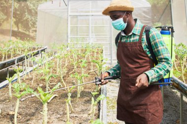 An African farmer carrying a bucket with bio-fertilizers is spraying them to speed up the growth of organic vegetables at the vegetable field. clipart