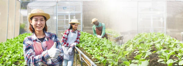 Många Jordbrukare Glada Och Ler Över Skötseln Växande Ekologiska Grönsakstomterna — Stockfoto