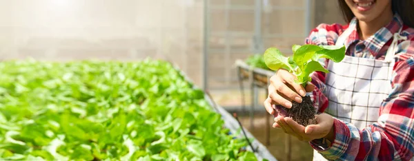 Kvinnans Händer Håller Rikligt Med Plantor För Jordbruk Handflatan För — Stockfoto