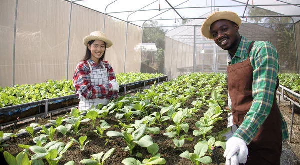 Manliga Och Kvinnliga Jordbrukare Arbetar Ekologiska Grönsaksplantskolor Unga Trädgårdsmästare Vårdar — Stockfoto