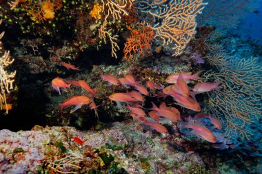 Anthias anthias (yaygın olarak Kırlangıç Deniz Kıyısı olarak bilinir), Hırvatistan 'ın Adriyatik Denizi, Lastovo adasından