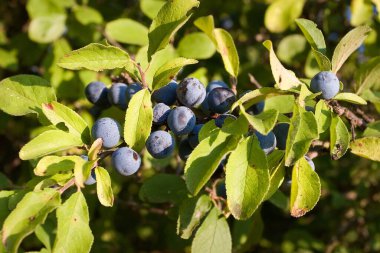 Hırvatistan 'ın Lastovo adasındaki böğürtlen meyvesinin olgunlaşmış meyvesi