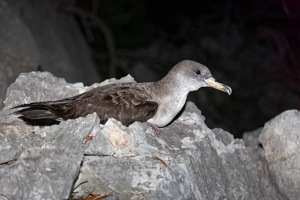 Scopoli Klippvatten Calonectris Diomedea Från Boet Lastovo Adriatiska Havet Kroatien — Stockfoto