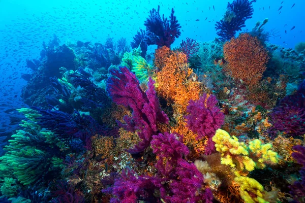 Hırvatistan 'ın Adriyatik Denizi' ndeki Lastovo adasındaki mercan resifi