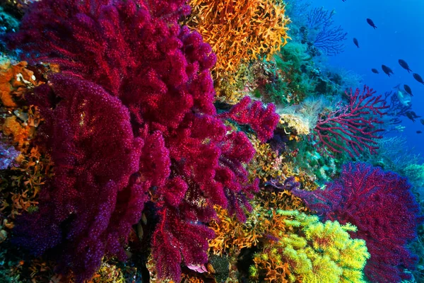 Recife Coral Ilha Lastovo Mar Adriático Croácia — Fotografia de Stock