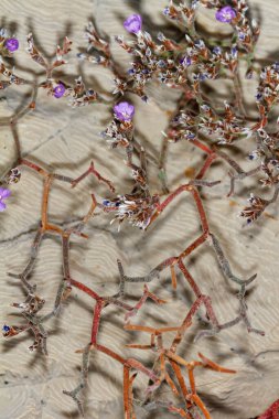 Hırvatistan 'ın Hvar adasındaki kayada yetişen limonyum serotinyum çiçekleri