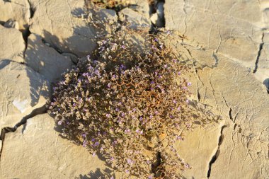 Hırvatistan 'ın Hvar adasındaki kayada yetişen limonyum serotinyum çiçekleri