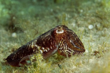 Hırvatistan 'ın Hvar adası yakınlarındaki Adriyatik Denizi' nden ortak mürekkep balığı