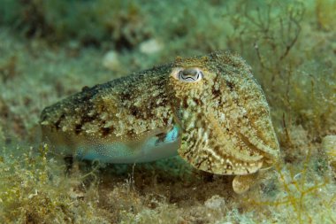 Hırvatistan 'ın Hvar adası yakınlarındaki Adriyatik Denizi' nden ortak mürekkep balığı