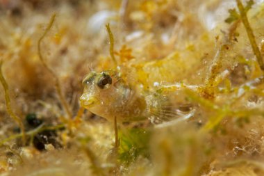 Hırvatistan 'ın Hvar adası yakınlarındaki Adriyatik Denizi' nden Sfenks karışımı