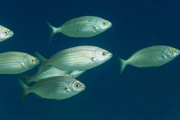 Salema Porgy Fish Adriatische Zee Bij Hvar Kroatië — Stockfoto