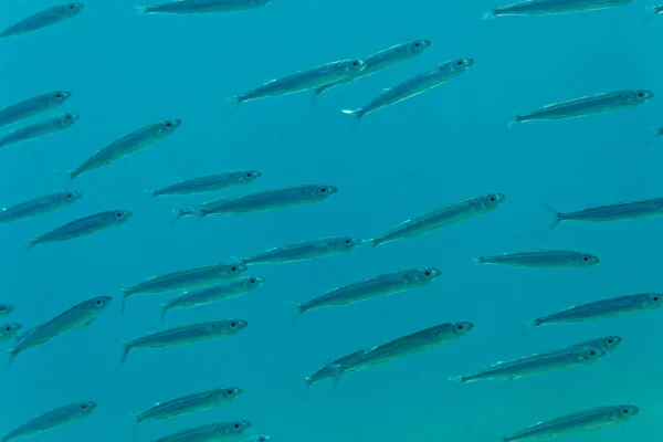 Een School Van Kleine Vissen Adriatische Zee Kroatië — Stockfoto