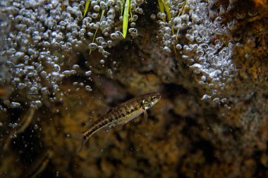 Göletteki balık manzarası 