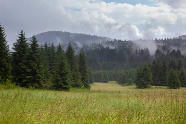 Siste bir orman manzarası, orman manzarası, Plitvice gölleri, Hırvatistan